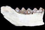 Oreodont Jaw Section With Teeth - South Dakota #81961-1
